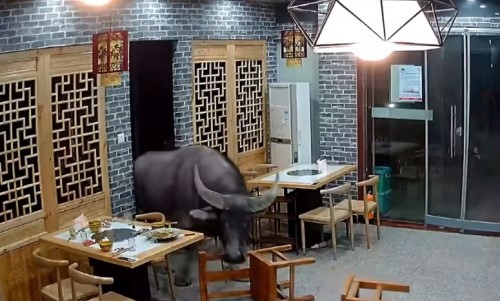 Top 9 Surveillance Videos of the Week: A Literal Bull in a ‘China Shop’